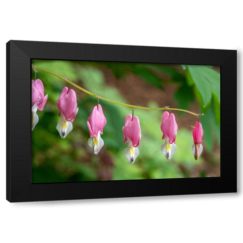 Issaquah-Washington State-USA Bleeding Heart (Lamprocapnos spectabilis) flowers Black Modern Wood Framed Art Print by Horton, Janet