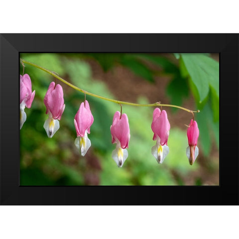 Issaquah-Washington State-USA Bleeding Heart (Lamprocapnos spectabilis) flowers Black Modern Wood Framed Art Print by Horton, Janet