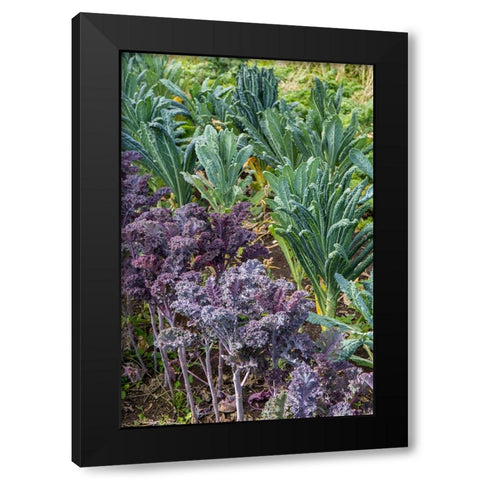 Maple Valley-Washington State-USA Redbor and Dinosaur kale growing in a garden Black Modern Wood Framed Art Print by Horton, Janet