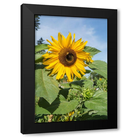 Issaquah-Washington State-USA Honeybee pollinating a sunflower on a sunny day Black Modern Wood Framed Art Print with Double Matting by Horton, Janet