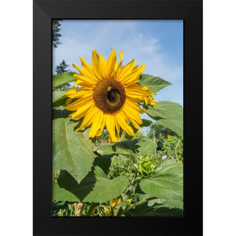 Issaquah-Washington State-USA Honeybee pollinating a sunflower on a sunny day Black Modern Wood Framed Art Print by Horton, Janet
