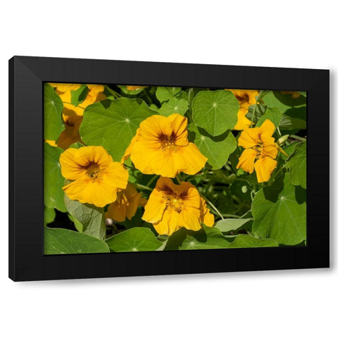 Issaquah-Washington State-USA Nasturtiums growing in and around a plant cage Black Modern Wood Framed Art Print with Double Matting by Horton, Janet