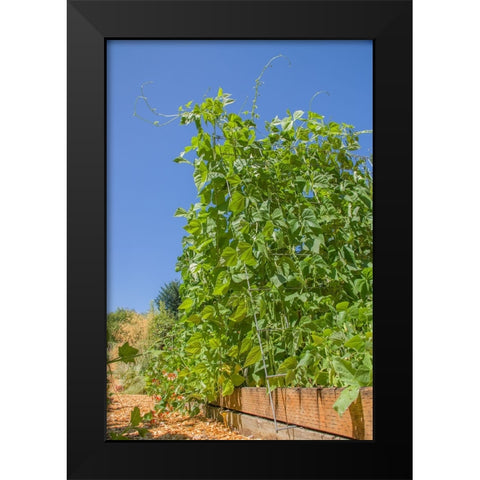 Bellevue-Washington State-USA Super Marconi pole beans growing on a trellis Black Modern Wood Framed Art Print by Horton, Janet