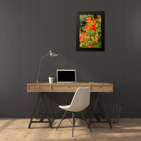 Issaquah-Washington State-USA Nasturtiums growing in and around a plant cage Black Modern Wood Framed Art Print by Horton, Janet