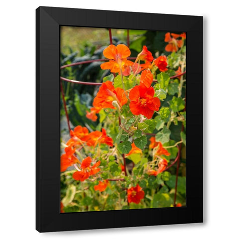 Issaquah-Washington State-USA Nasturtiums growing in and around a plant cage Black Modern Wood Framed Art Print with Double Matting by Horton, Janet