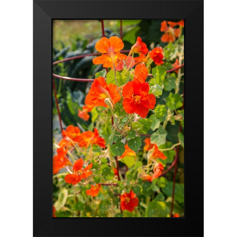 Issaquah-Washington State-USA Nasturtiums growing in and around a plant cage Black Modern Wood Framed Art Print by Horton, Janet