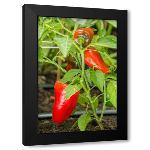 Issaquah-Washington State-USA Bellafina red sweet bell pepper plant growing Black Modern Wood Framed Art Print with Double Matting by Horton, Janet