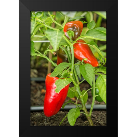 Issaquah-Washington State-USA Bellafina red sweet bell pepper plant growing Black Modern Wood Framed Art Print by Horton, Janet