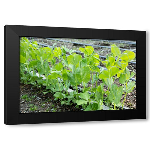 Issaquah-Washington State-USA Snap peas growing up a chicken wire trellis Black Modern Wood Framed Art Print by Horton, Janet
