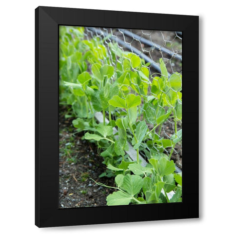 Issaquah-Washington State-USA Snap peas growing up a chicken wire trellis Black Modern Wood Framed Art Print by Horton, Janet