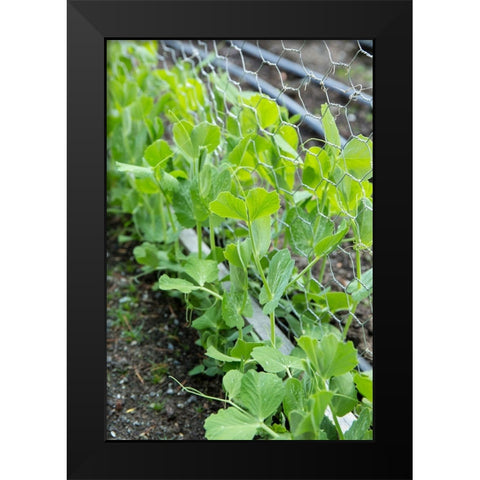 Issaquah-Washington State-USA Snap peas growing up a chicken wire trellis Black Modern Wood Framed Art Print by Horton, Janet