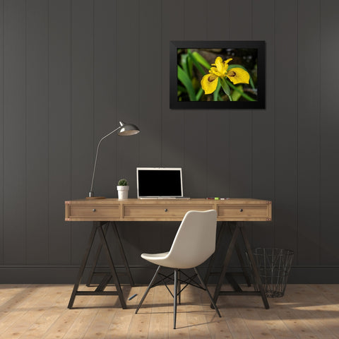 Issaquah-Washington State-USA Roy Davidson Iris plant growing in a pond Black Modern Wood Framed Art Print by Horton, Janet
