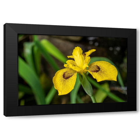 Issaquah-Washington State-USA Roy Davidson Iris plant growing in a pond Black Modern Wood Framed Art Print by Horton, Janet