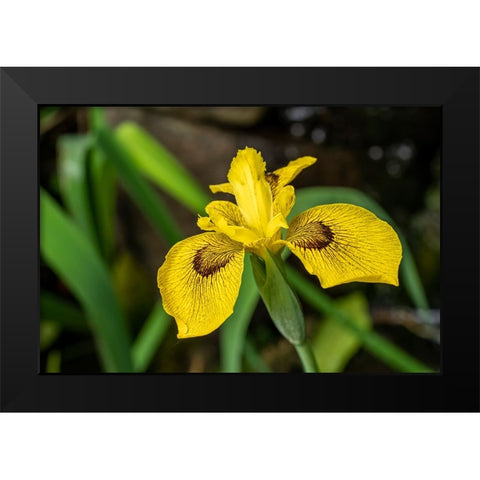 Issaquah-Washington State-USA Roy Davidson Iris plant growing in a pond Black Modern Wood Framed Art Print by Horton, Janet