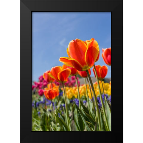 Mount Vernon-Washington State-USA Tulip garden as seen from underneath Black Modern Wood Framed Art Print by Horton, Janet