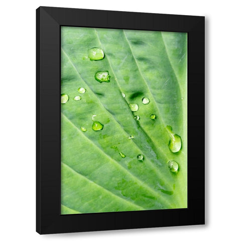 Issaquah-Washington State-USA Raindrops on Hosta Krossa Regal plant Black Modern Wood Framed Art Print by Horton, Janet