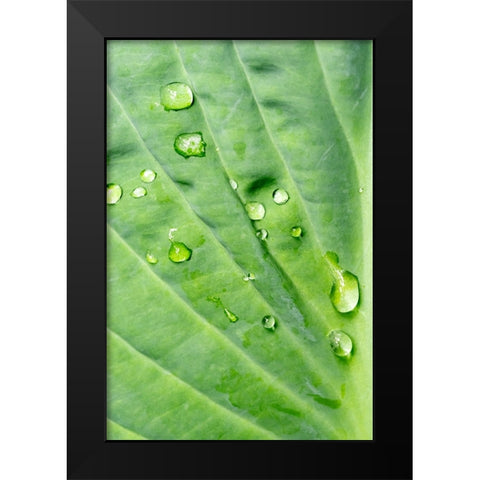 Issaquah-Washington State-USA Raindrops on Hosta Krossa Regal plant Black Modern Wood Framed Art Print by Horton, Janet