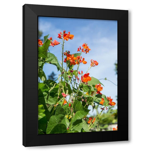 Issaquah-Washington State-USA Scarlet Runner pole beans with blossoms Black Modern Wood Framed Art Print with Double Matting by Horton, Janet