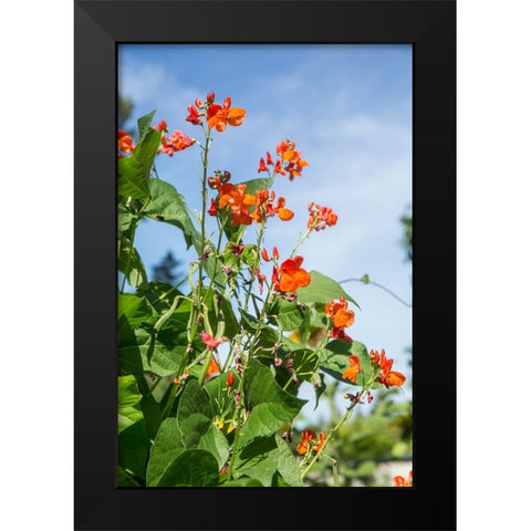 Issaquah-Washington State-USA Scarlet Runner pole beans with blossoms Black Modern Wood Framed Art Print by Horton, Janet