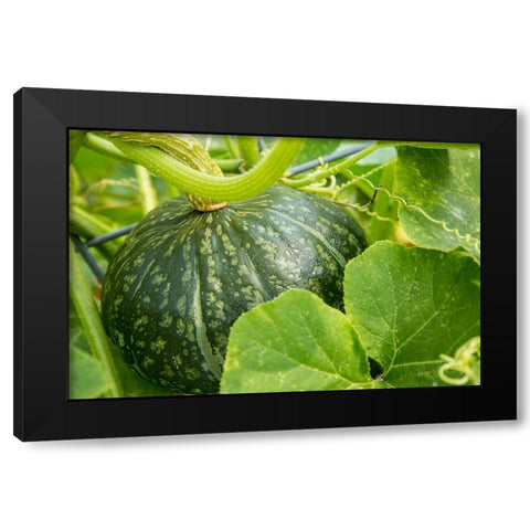 Bellevue-Washington State-USA Discus Bush Buttercup Squash growing Black Modern Wood Framed Art Print by Horton, Janet