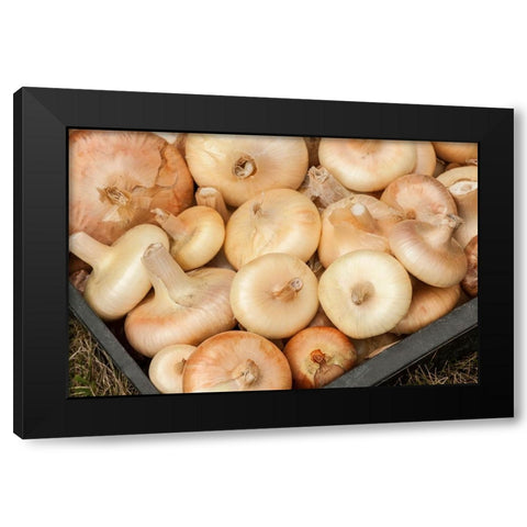 Carnation-Washington State-USA Freshly harvested Cipollini onions Black Modern Wood Framed Art Print with Double Matting by Horton, Janet