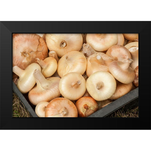 Carnation-Washington State-USA Freshly harvested Cipollini onions Black Modern Wood Framed Art Print by Horton, Janet