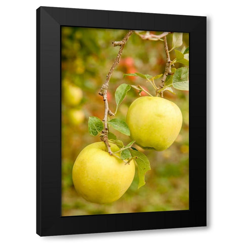 Wenatchee-Washington State-USA Golden Delicious Apples on the tree Black Modern Wood Framed Art Print by Horton, Janet