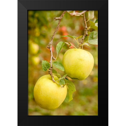 Wenatchee-Washington State-USA Golden Delicious Apples on the tree Black Modern Wood Framed Art Print by Horton, Janet