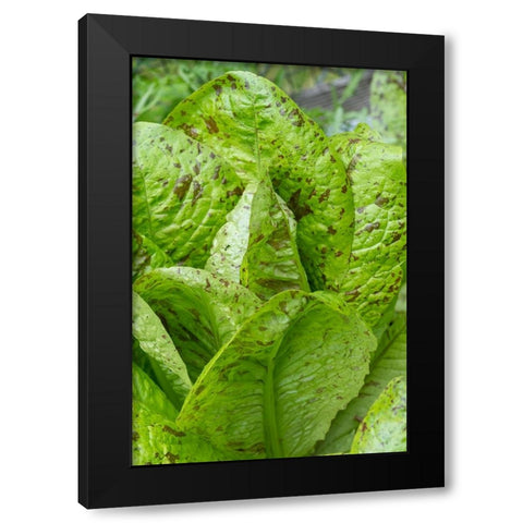 Issaquah-Washington State-USA Flashy Trouts Back Lettuce plants Black Modern Wood Framed Art Print by Horton, Janet