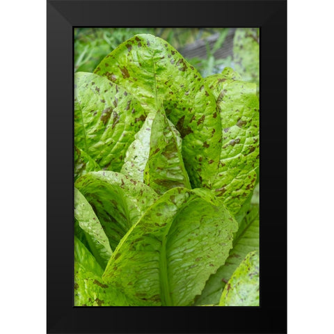 Issaquah-Washington State-USA Flashy Trouts Back Lettuce plants Black Modern Wood Framed Art Print by Horton, Janet