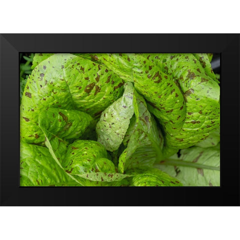 Issaquah-Washington State-USA Flashy Trouts Back Lettuce plants Black Modern Wood Framed Art Print by Horton, Janet