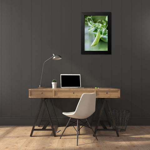 Issaquah-Washington State-USA Snow Pea plant growing in a garden Black Modern Wood Framed Art Print by Horton, Janet