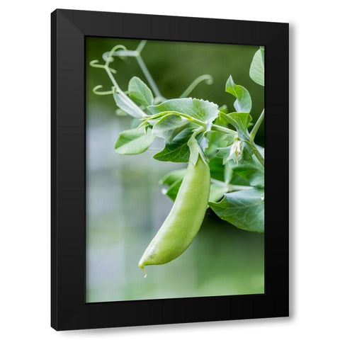 Issaquah-Washington State-USA Snow Pea plant growing in a garden Black Modern Wood Framed Art Print with Double Matting by Horton, Janet