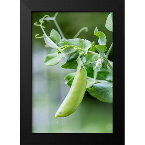 Issaquah-Washington State-USA Snow Pea plant growing in a garden Black Modern Wood Framed Art Print by Horton, Janet