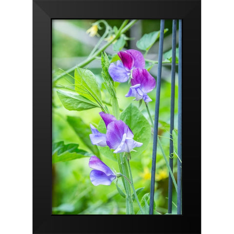 Issaquah-Washington State-USA Close-up of Sweet Peas in blossom Black Modern Wood Framed Art Print by Horton, Janet