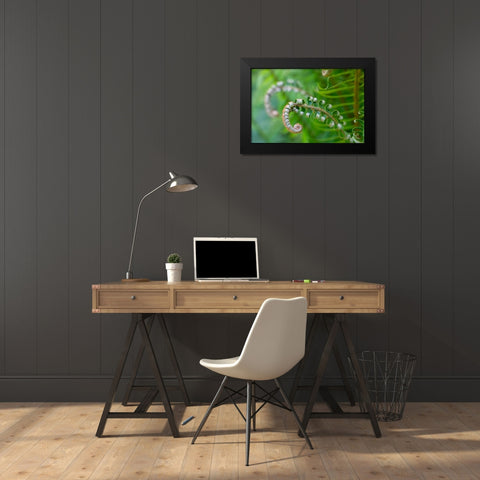 Issaquah-Washington State-USA Lady fern plant in early spring Black Modern Wood Framed Art Print by Horton, Janet