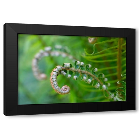 Issaquah-Washington State-USA Lady fern plant in early spring Black Modern Wood Framed Art Print with Double Matting by Horton, Janet