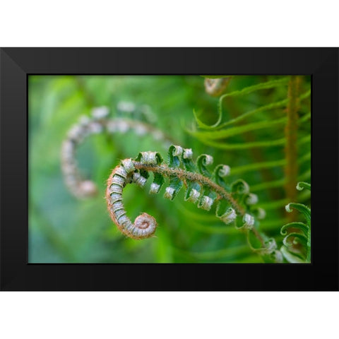 Issaquah-Washington State-USA Lady fern plant in early spring Black Modern Wood Framed Art Print by Horton, Janet