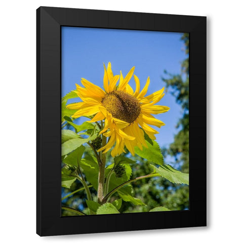 Bellevue-Washington State-USA Sunflower plant on a sunny day Black Modern Wood Framed Art Print with Double Matting by Horton, Janet