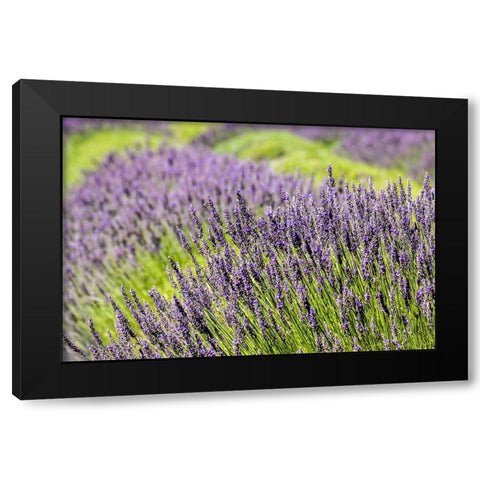 San Juan Island-Washington State-USA Pelindaba Lavender Farm Black Modern Wood Framed Art Print with Double Matting by Horton, Janet