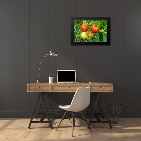 Issaquah-Washington State-USA Matina heirloom tomato plant Black Modern Wood Framed Art Print by Horton, Janet