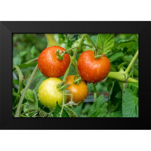 Issaquah-Washington State-USA Matina heirloom tomato plant Black Modern Wood Framed Art Print by Horton, Janet