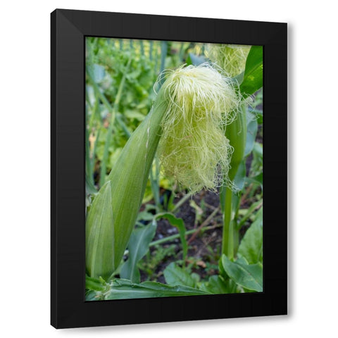 Issaquah-Washington State-USA Corn growing with a tassel Black Modern Wood Framed Art Print by Horton, Janet