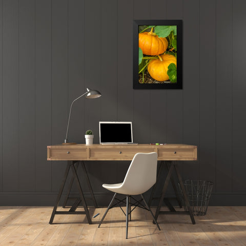 Issaquah-Washington State-USA Pumpkins ready to harvest Black Modern Wood Framed Art Print by Horton, Janet
