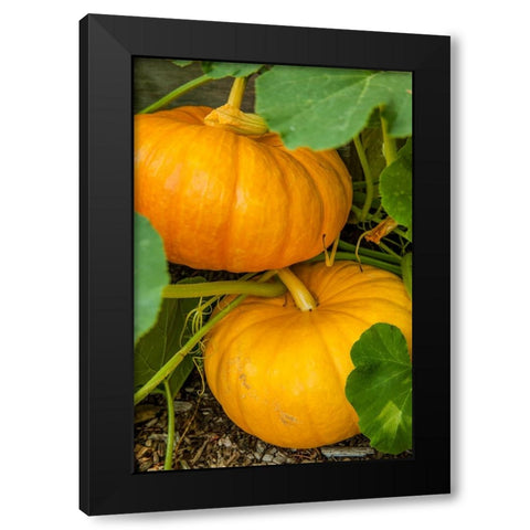 Issaquah-Washington State-USA Pumpkins ready to harvest Black Modern Wood Framed Art Print by Horton, Janet