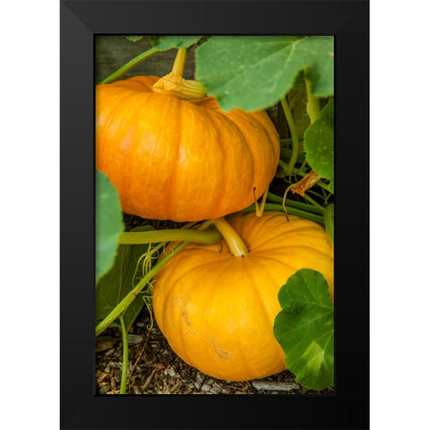 Issaquah-Washington State-USA Pumpkins ready to harvest Black Modern Wood Framed Art Print by Horton, Janet
