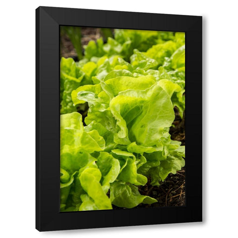 Issaquah-Washington State-USA Tom Thumb lettuce plants Black Modern Wood Framed Art Print by Horton, Janet