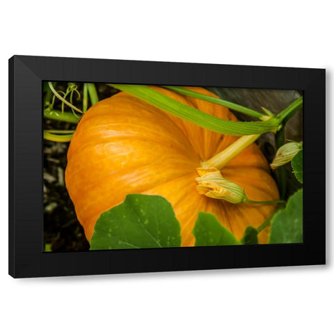 Issaquah-Washington State-USA Pumpkin ready to harvest Black Modern Wood Framed Art Print with Double Matting by Horton, Janet