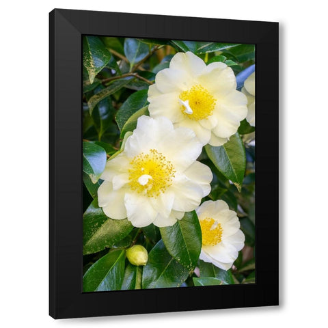 Issaquah-Washington State-USA Flowering Camellia bush Black Modern Wood Framed Art Print with Double Matting by Horton, Janet