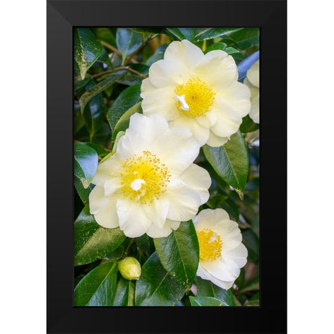 Issaquah-Washington State-USA Flowering Camellia bush Black Modern Wood Framed Art Print by Horton, Janet